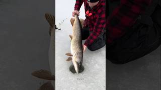 The truth about ice fishing 🐟 shorts ytshorts [upl. by Ueih]