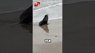 Foca Aparece na Plataforma de Pesca de Mongaguá Qual o Motivo disso dannybia [upl. by Aynad806]