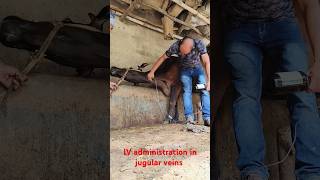 how to infuse calcium saline in jugular vein in cattleiv cannulation in a cow [upl. by Austine472]