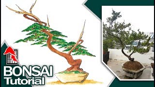 A Quick Way to Make Juniper Bonsai Tree by Tedy Boy of Indonesia [upl. by Bernette147]