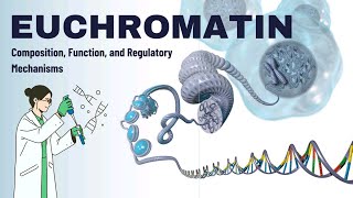 Euchromatin Structure Function amp Regulation in Gene Expression  Open Book of Our Genes  Genetics [upl. by Ayvid]