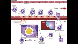 L219 Extravasation Diapedesis Understanding the Molecular Mechanisms Part 4 [upl. by Azne]