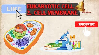 EUKARYOTIC CELL 2 CELL MEMBRANE biology cbse science class12biology class11biologyncert [upl. by Lilybel]