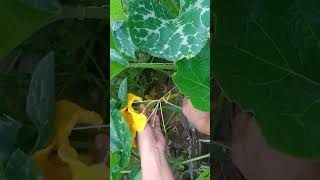 MY FIRST HARVESTSQUASH FLOWER [upl. by Resay19]