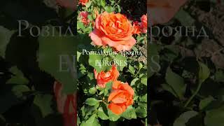 EDROSES Троянда 🌹 Ді Ді Бріджуотер Dee Dee Bridgewater  Meilland Франція 2003 [upl. by Halsy]