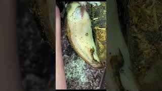 Hoof Trimming Chronicles PT 29  Hoof Hub cow farming hooftrimming hoof agriculture satisfying [upl. by Gardener]