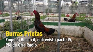 Eugenio Becerril Burras Prietas entrevista parte IV Pie de Cría oficial [upl. by Rayle]