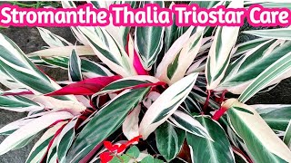 Stromanthe thalia triostar plant care  Tips to keep stromanthe triostar alive  gardening tips [upl. by Aim]