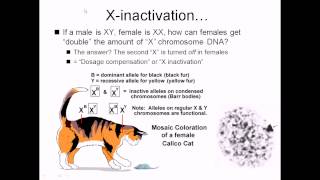 Jeannie Lee Harvard 2  X Chromosome Inactivation Making the Right Choice [upl. by Zerlina227]