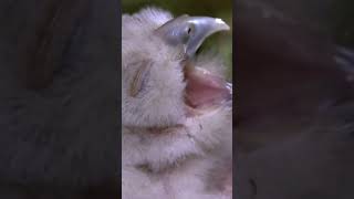 Birth and growth of baby owls in the wild short [upl. by Toh755]