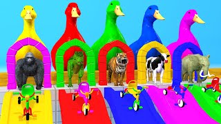 5 Giant Duck Cartoon Cow Elephant Tiger Paint Wild Animals Crossing Fountain Animation [upl. by Elay]