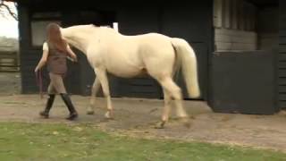 What causes laminitis [upl. by Boyes]