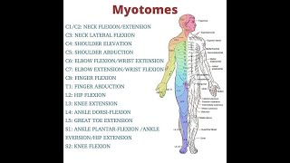 Myotomes mnemonics  Myotomes in easy way MSKphysicaltherapy [upl. by Ellened347]