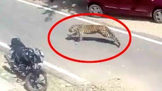 Leopard rampages through Indian town for seven hours [upl. by Isyed]