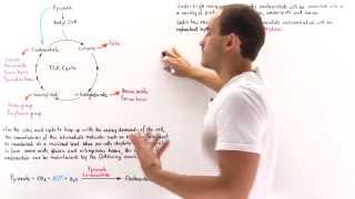 Replenishing Oxaloacetate in Citric Acid Cycle [upl. by Parsaye]