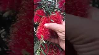 شجرة فرشاة الزجاج Callistemon viminalis [upl. by Mitzl]