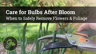 Care for Bulbs After Bloom  When to Safely Remove Flowers amp Foliage [upl. by Aisile]