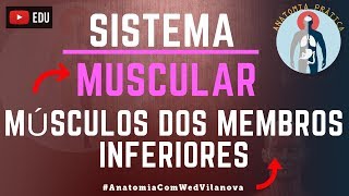 Músculos dos Membros Inferiores Localização  Sistema Muscular  Anatomia Prática  VideoAula [upl. by Airdna]