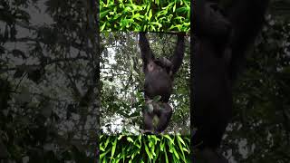 Chimpanzees in the wild shorts wildlife chimpanzee [upl. by Howlan]