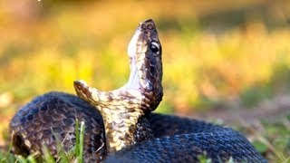 Western Cottonmouth [upl. by Aemat658]