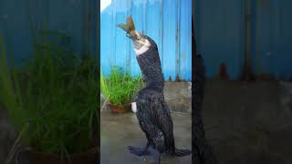 Watch a cormorant eating a big fish in slow motion [upl. by Jessie174]