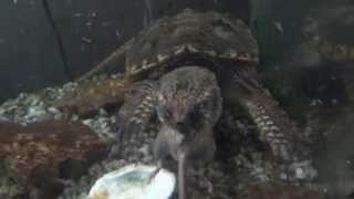 turtle eats live mouse whole [upl. by Combes741]