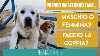 Prendo il secondo cane maschio o femmina Faccio la coppia  Prima parte [upl. by Hyland165]