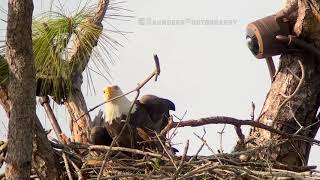 SWFL Eagles M15 Crafting a Fortress For The Future baldeagle southwestfloridaeaglecam eagles [upl. by Donaugh]