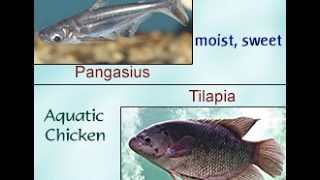 Pangasius Vs Tilapia And You Thought You Knew the Difference [upl. by Fesoj]