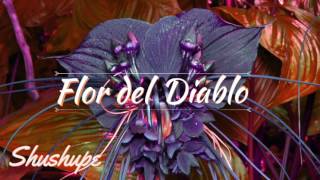 Shushupe  Flor del Diablo [upl. by Osgood]