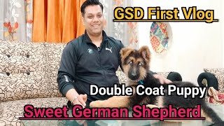 Sweet Double Coat GSD  First Vlog  gsd germanshepherd germanshepherdpuppy gsdpuppy [upl. by Ydak]