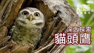 動物星天頻道 EP15《深入探索：貓頭鷹》搶先看 4K [upl. by Anitsrik]