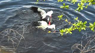 Male Muscovy Ducks have a violent fight in the water [upl. by Hesper]