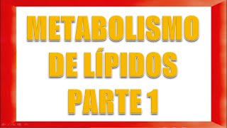 METABOLISMO DE LÍPIDOS PARTE 1 [upl. by Iolande616]