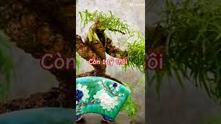 Tre bonsai nghệ thuật yêucây cây shortvideo [upl. by Isak]