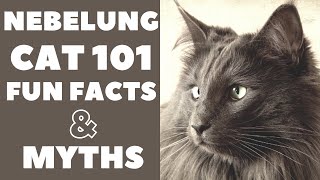 Nebelung Cats 101  Fun Facts amp Myths [upl. by Evelunn]