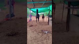 youtube youtubeindia horse horselover viralvideo viralreels lovesong gujarat love like [upl. by Sadira]