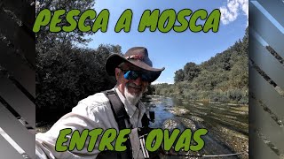 PESCA DE TRUCHAS A MOSCA ENTRE OVAS [upl. by Nonah]