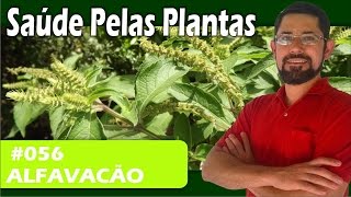 Saúde Pelas Plantas  Alfavacão peitoral antigripal expectorante repelente [upl. by Anuala]