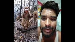 Monkey take alcohol  शराबी बन्दर comedy drunkenmonkey [upl. by Lynette]