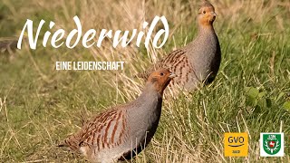 Besuch der Feldhuhnstation Merzen  Niederwildhege [upl. by Corena]