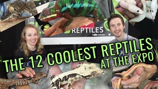 The 12 Coolest Reptiles at the Wasatch Reptile Expo [upl. by Fattal]