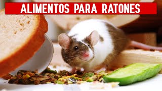 ALIMENTOS PARA RATONES  Alimentación de los ratones domésticos árabes [upl. by Millham671]