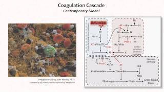 Hemostasis Lesson 3  Coagulation Cascade and Fibrinolysis [upl. by Merow583]