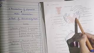 Level of pyramidal decussation and lemnisci decussation  Internal structure of medulla part 2 [upl. by Rawde]