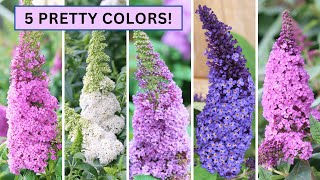 Pugster Butterfly Bush Guide Planting Growing and Care Buddleia [upl. by Yrrem]