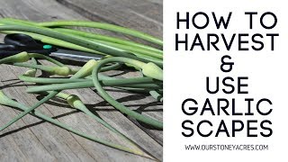 How to harvest and use Garlic Scapes [upl. by Reiner]