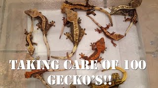 Taking Care of 100 Geckos 10 Tips and Tricks [upl. by Hays52]