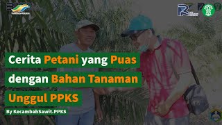 Cerita Petani yang Puas dengan Bahan Tanaman Unggul PPKS [upl. by Aitan]