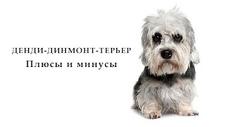 ДЕНДИ ДИНМОНТ ТЕРЬЕР Плюсы и минусы Dandie Dinmont Terrier [upl. by Rengia167]